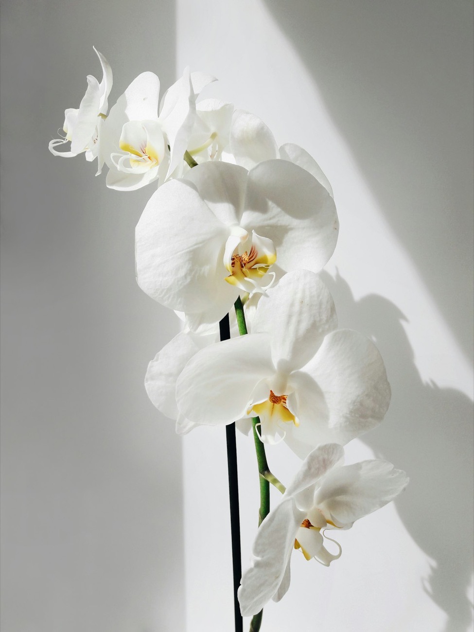 White orchids in soft daylight