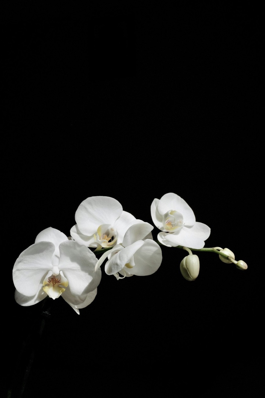 A single white orchid stem against a dark background