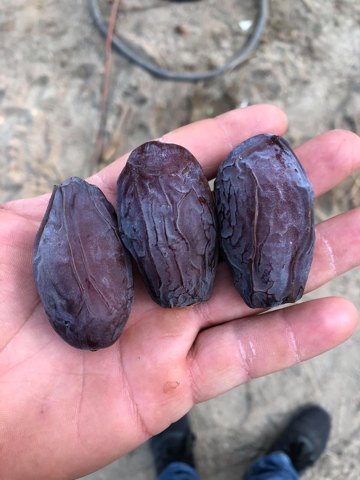 A hand holding three large, plump, dark Medjool dates fresh from the grove