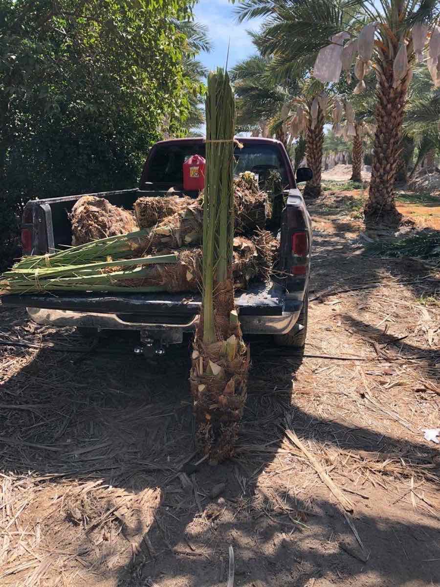 A freshly dug date palm standing on the tailgate of a loaded pickup truck in a California date grove