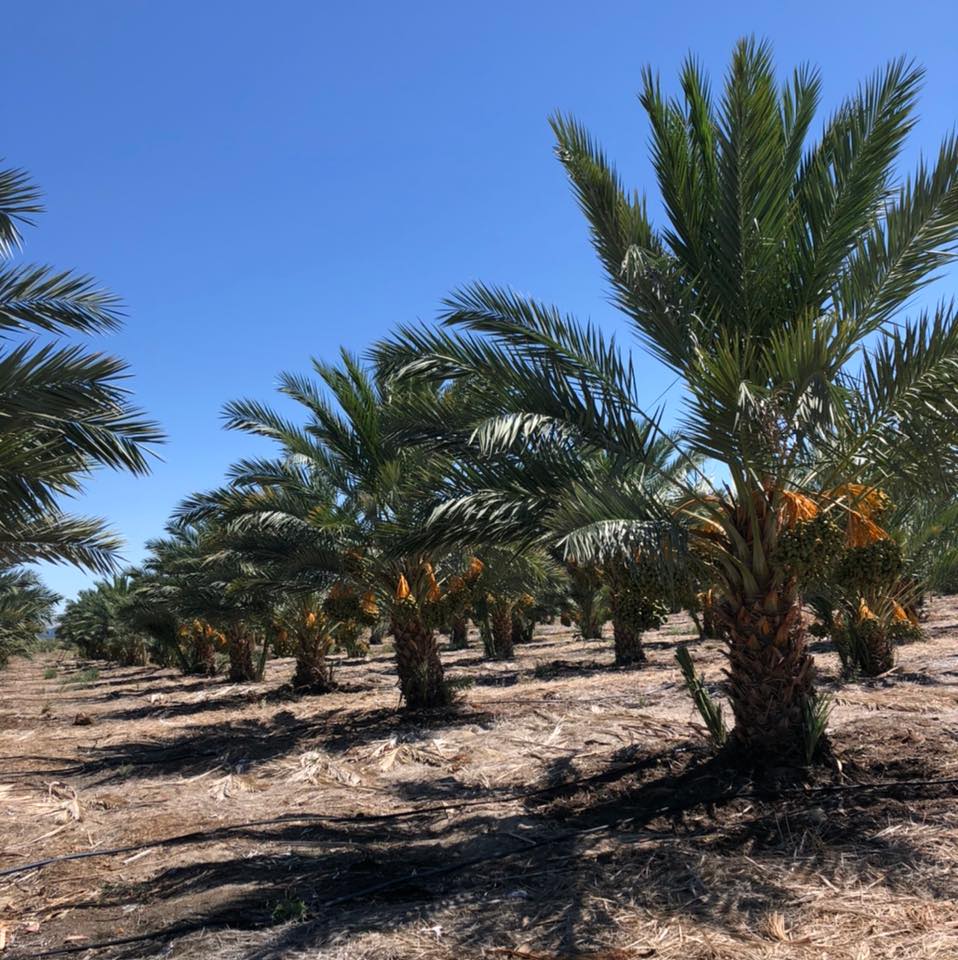 Rows of mature fruiting date palms heavy with orange dates in a sunny California grove