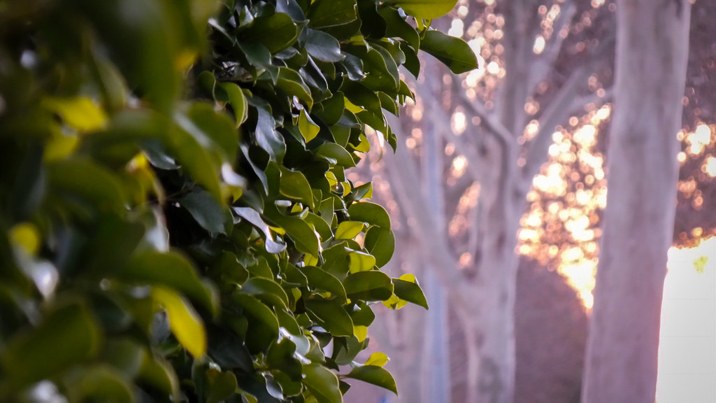 Dense glossy dark-green Ficus nitida privacy hedge in the foreground with warm evening light behind