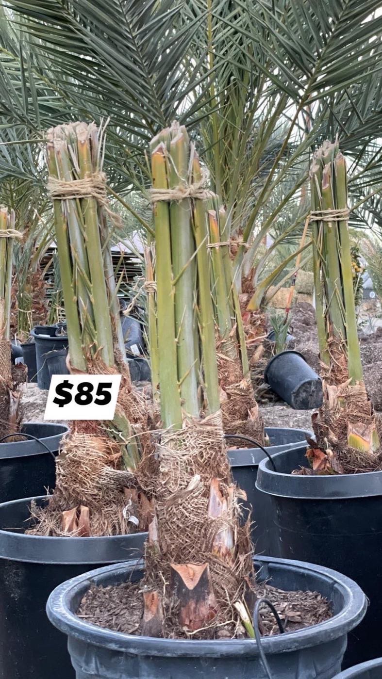 Potted young date palms for sale in black nursery containers, one tagged $85, fronds tied up ready to load