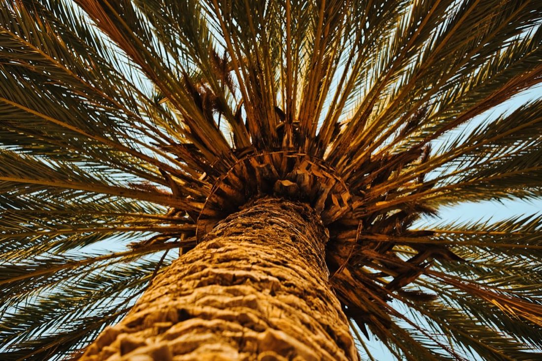 Looking up the textured trunk of a date palm into its green fronds